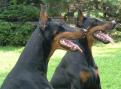 dog school, dog training school, dog career, become a dog trainer,certified dog trainer