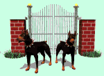 Guard dogs - protection trained dogs