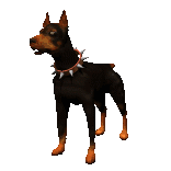 New York protection dog training