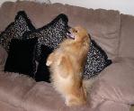 Whitestone Dog Training - Queens