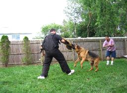 New York Protection Training - Tyson
