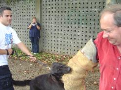 protection training - guard dog