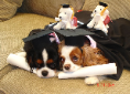 dog school, dog training school, dog career, become a dog trainer,certified dog trainer