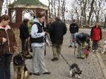 Free Dog Training Lessons at Doggie boot camp - Bayside - Queens NY